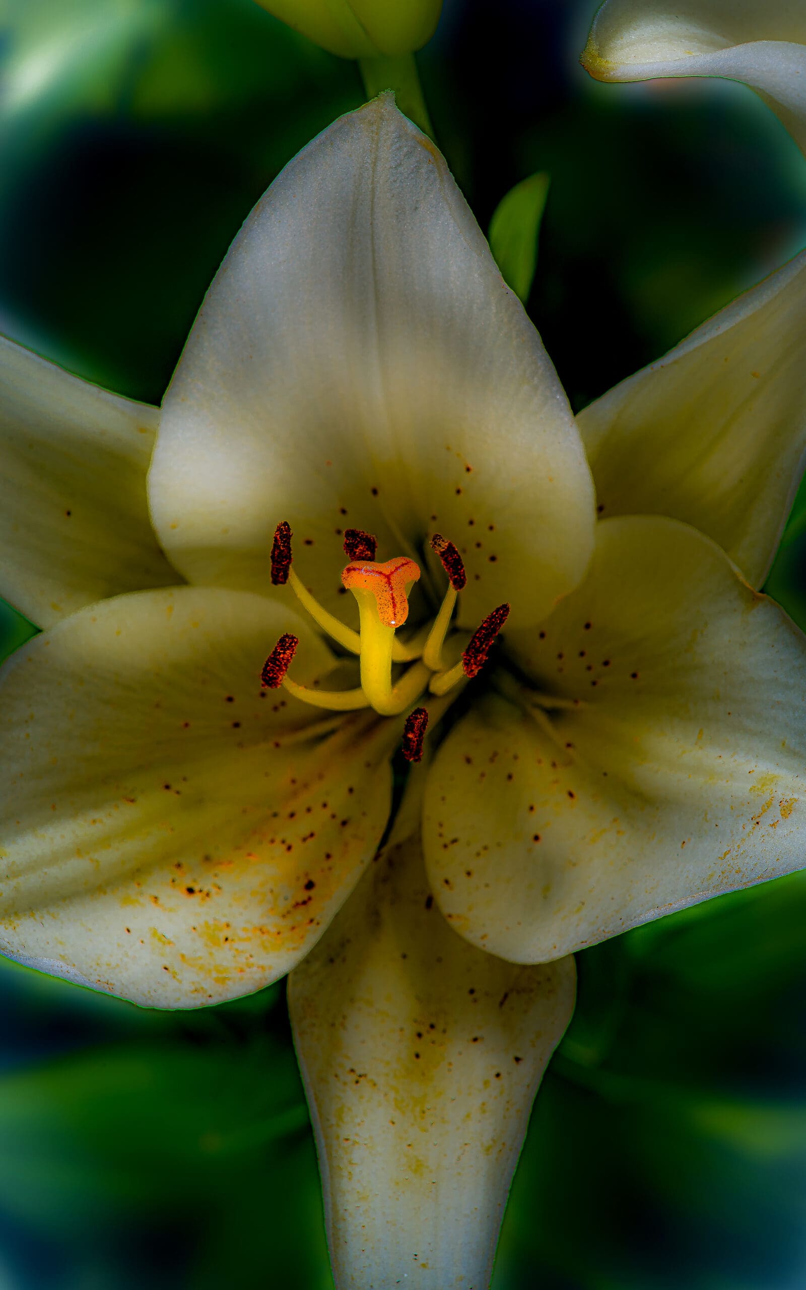 A Fine Art Photograph by artist Glen Couvillion. A close-up of a yellow Canada lily is seen in this image. It is a beautiful plant, with numerous petals that range in color from bright yellow to a more muted hue. The petals are intricately layered, with the center of the flower being the darkest shade of yellow.