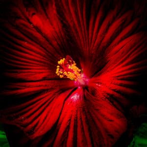 "Nature's Masterpiece," an exquisite fine art photograph by Glen Couvillion, draws us into a spectacular visual feast of color and life. The photograph features a vibrant red dinner plate hibiscus in full bloom, its petals unfurling like a grandiose fan in the sunlight. Against a deep, verdant green backdrop, the hibiscus stands out as a radiant symbol of life's brilliant spectacle.