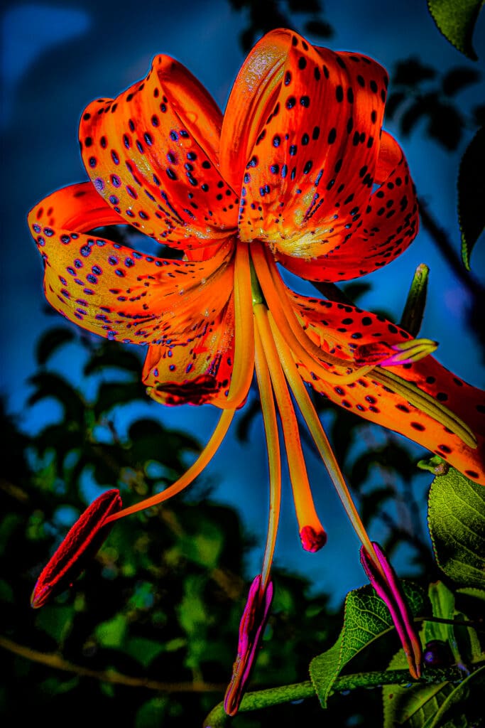 In "Electric Elegance: The Orange Tiger Lily," Glen Couvillion showcases his talent for macro photography and his ability to capture the radiant beauty of nature. This stunning photograph presents a close-up of an orange Tiger Lily in all its glory, each petal awash with deep orange hues that seem to glow with an inner light. The delicate arrangement of the petals, pulled back as if a lady elegantly places her hands behind her head, adds a touch of captivating grace to the flower's natural beauty.
