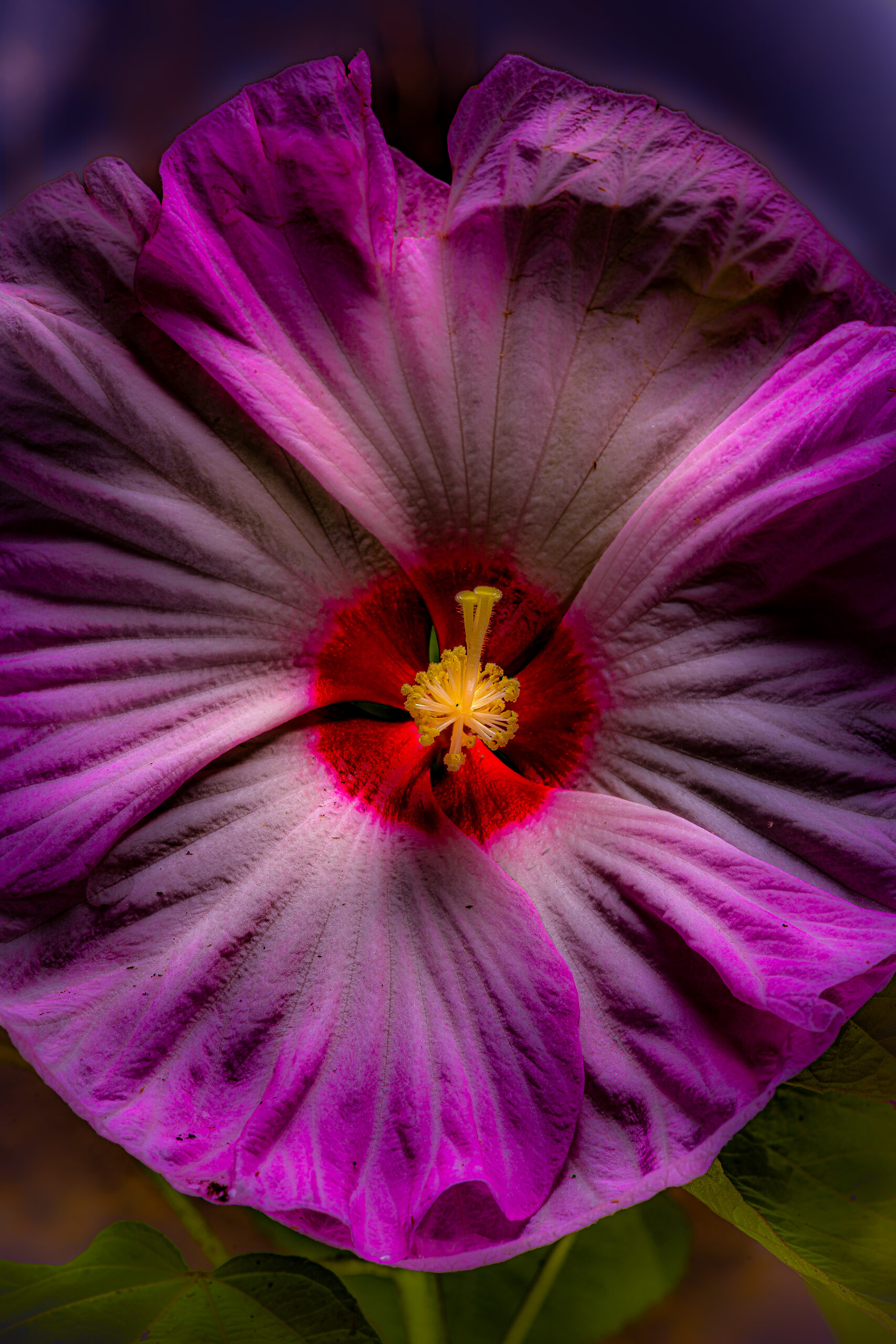 Pink Hibiscus flower macro close up photo by Glen Couvillion
