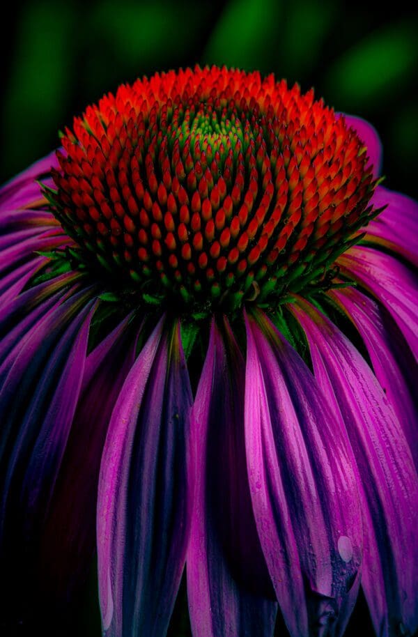 A fine art photograph of a flower close up by Glen Couvillion.