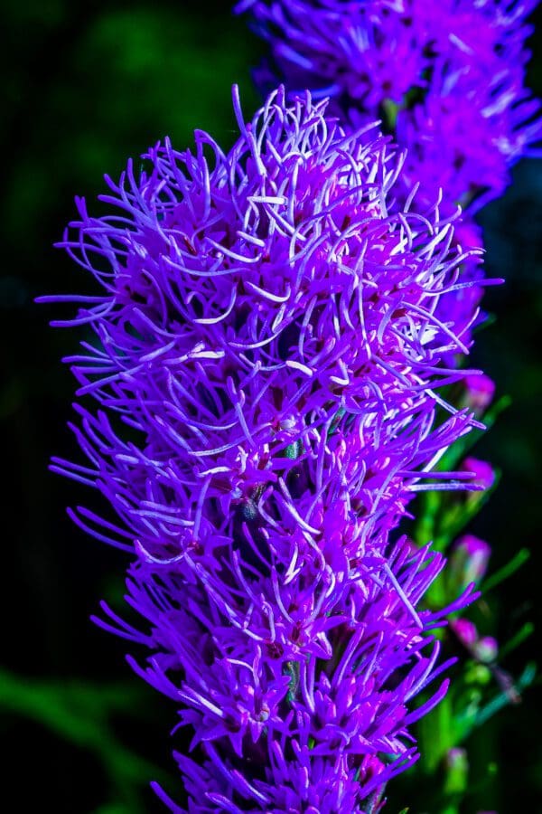 Dawn's Kiss on Liatris. Purple Flower macro photograph by Glen Couvillion