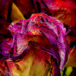 In "Eternal Blossom: A Love Unfading," Glen Couvillion captures an intimate and poignant portrait of a rose, transforming it from a simple flower into a profound symbol of enduring affection. This single rose, the focal point of the photograph, fills the majority of the frame, its deeply saturated hues of fuscia, purple, and sunflower yellow contributing to an intriguing chromatic reinterpretation of a traditional symbol of love.