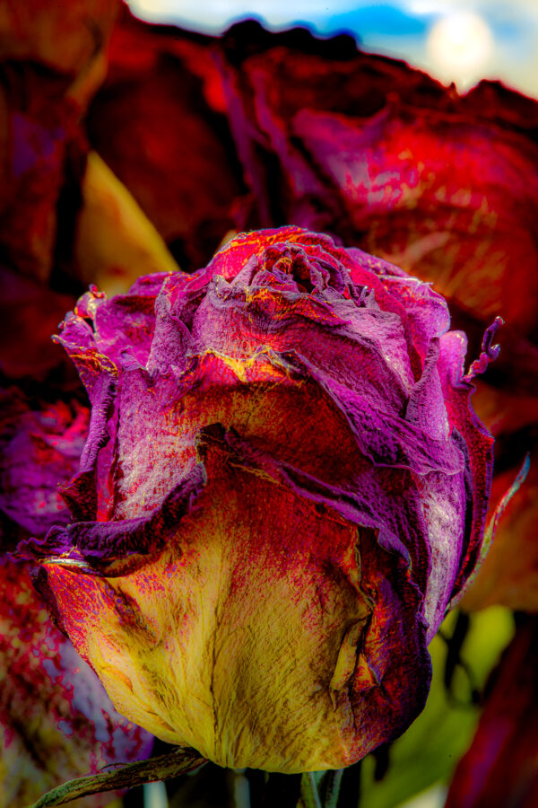 In "Eternal Blossom: A Love Unfading," Glen Couvillion captures an intimate and poignant portrait of a rose, transforming it from a simple flower into a profound symbol of enduring affection. This single rose, the focal point of the photograph, fills the majority of the frame, its deeply saturated hues of fuscia, purple, and sunflower yellow contributing to an intriguing chromatic reinterpretation of a traditional symbol of love.