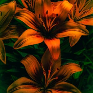 Glen Couvillion's vibrant fine art photograph, "Springtime Serenade," is an enchanting ode to spring's revitalizing spirit. Bursting with a palette of tastefully oversaturated yellows and oranges, this work captures a chorus of lilies set against a deep green backdrop. It's as if you've stumbled upon a hidden garden in the cool of a spring evening.